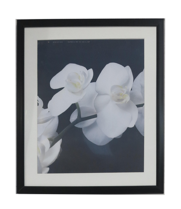 Homeworth   Photo Frames Certificate Frames Series White / Black / Timber - Babyworth