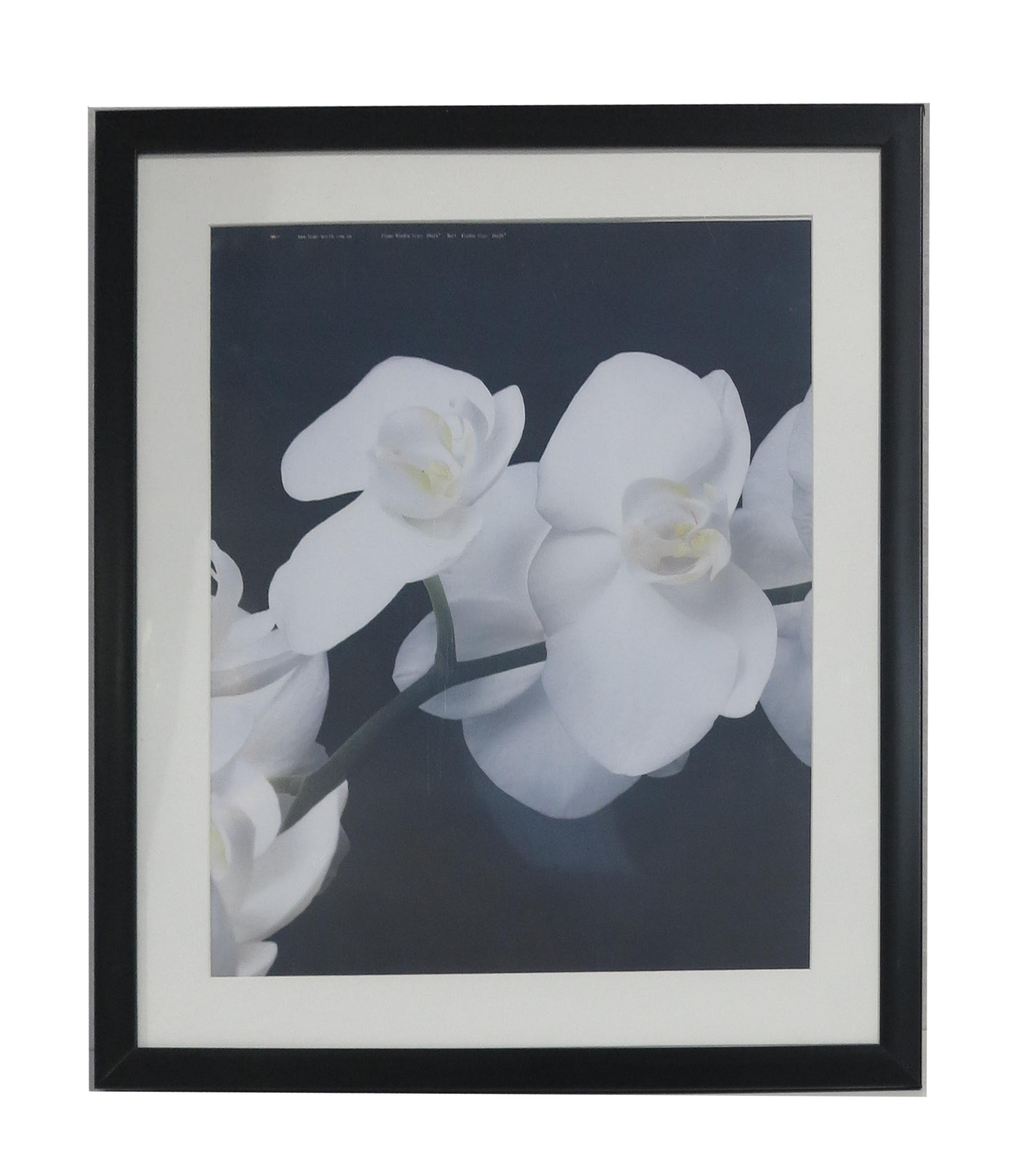 Homeworth   Photo Frames Certificate Frames Series White / Black / Timber - Babyworth