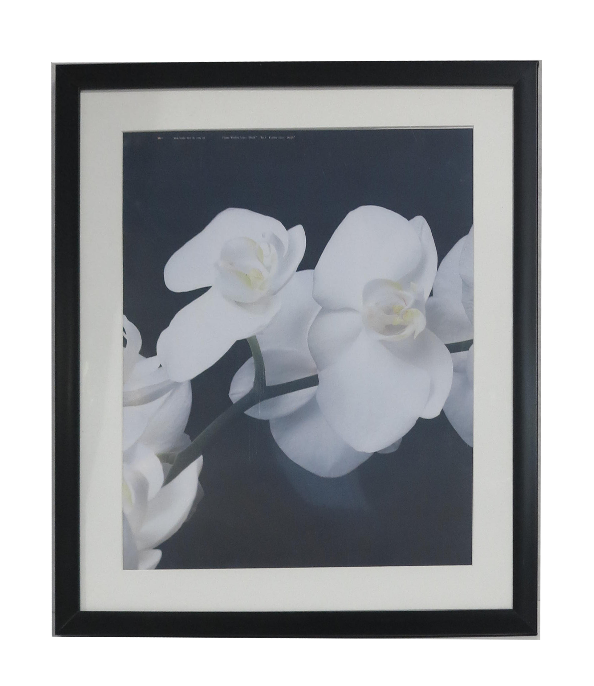 Homeworth   Photo Frames Certificate Frames Series White / Black / Timber - Babyworth