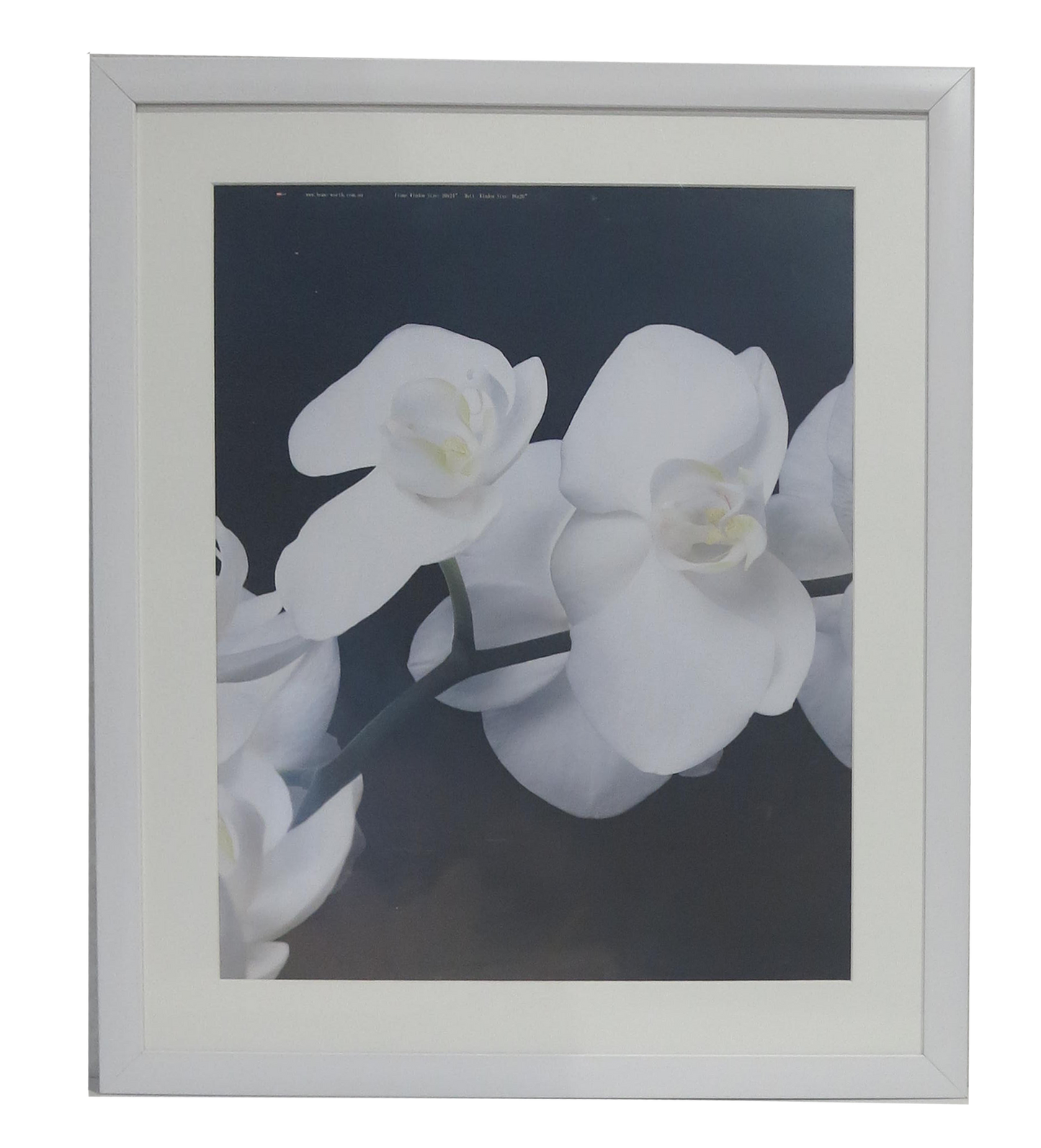 Homeworth   Photo Frames Certificate Frames Series White / Black / Timber - Babyworth